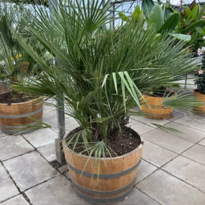 Half wijnvat 112 liter met palm Chamaerops humilis (Europese dwergpalm)