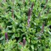 Salvia nem. Sensation Deep Rose