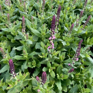 Salvia nem. Sensation Deep Rose