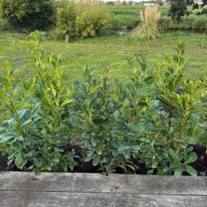 Prunus L. Etna (Laurierkers)
