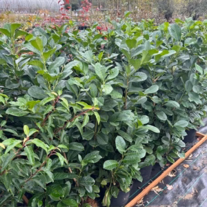 Prunus L. Etna (Laurierkers) 100 cm