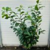 Prunus L. Etna (Laurierkers)