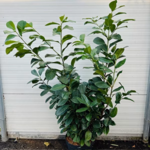 Prunus L. Etna (Laurierkers)