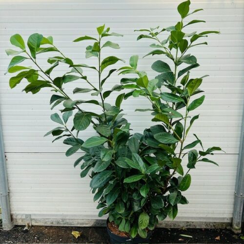 Prunus L. Etna (Laurierkers)