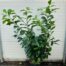 Prunus L. Etna (Laurierkers)
