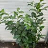Prunus L. Etna (Laurierkers)
