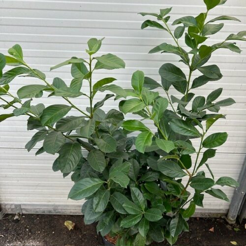 Prunus L. Etna (Laurierkers)