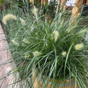 Half wijnvat 112 liter met Pennisetum Hameln (Lampenpoetsergras)