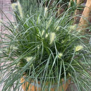 Half wijnvat 112 liter met Pennisetum Hameln (Lampenpoetsergras)