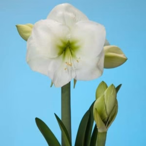 Amaryllis Himalaya