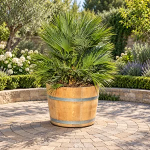 Half wijnvat 112 liter met palm Chamaerops humilis (Europese dwergpalm)