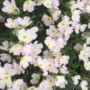 Oenothera spec. 'Siskiyou Pink' (Teunisbloem)