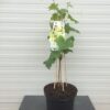 Vitis (wijndruif) Aurore wit