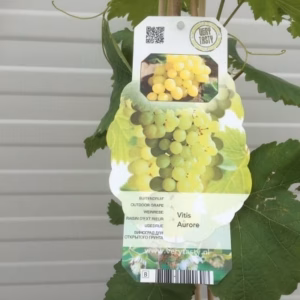 Vitis (wijndruif) Aurore wit