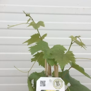 Vitis (wijndruif) Aurore wit