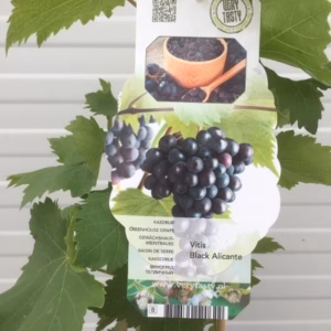 Vitis (wijndruif) Black alicante blauw