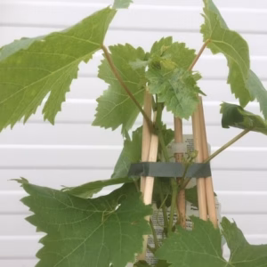 Vitis (wijndruif) Black alicante blauw