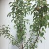 Perenboom laagstam 'Gieser Wildeman'