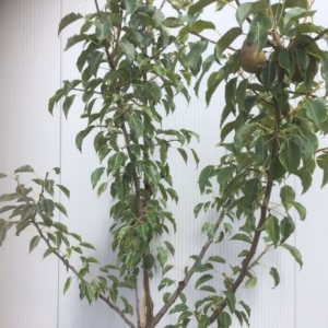 Perenboom laagstam 'Gieser Wildeman'