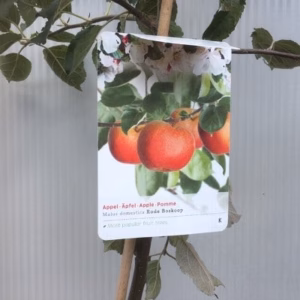 Appelboom laagstam Rode Boskoop (goudreinet)