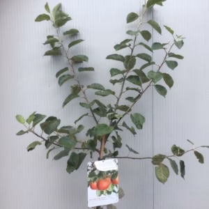 Appelboom laagstam Rode Boskoop (goudreinet)