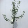 Perenboom halfstam 'Doyenne du Comice'