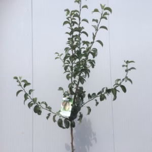 Perenboom halfstam 'Doyenne du Comice'