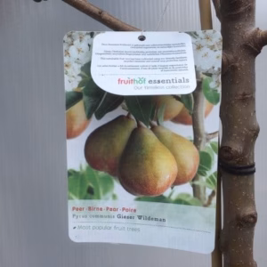 Perenboom halfstam 'Gieser Wildeman'