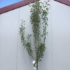 Perenboom halfstam 'Gieser Wildeman'