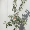 Appelboom halfstam 'Jonagold'