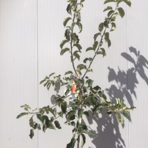 Appelboom halfstam 'Jonagold'