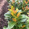 Prunus L. Etna (Laurierkers)