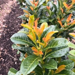 Prunus L. Etna (Laurierkers)
