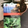 Trachycarpus Wagnerianus