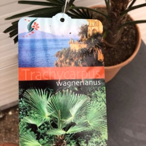 Trachycarpus Wagnerianus