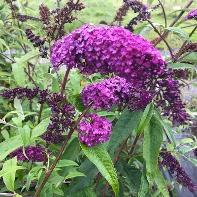 Buddleja Royal Red (Vlinderstruik)