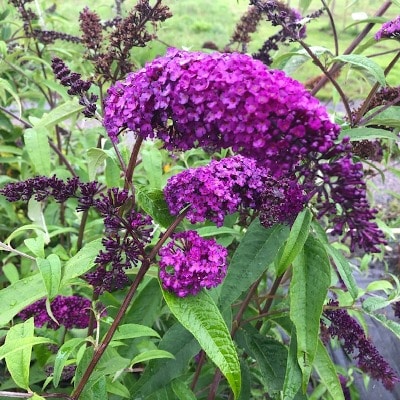 Buddleja (Vlinderstruik)