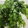 Robinia ps. 'Twisty Baby' (Acacia)
