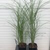 Miscanthus 'gracillimus' (Prachtriet)