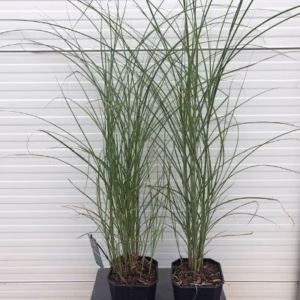 Miscanthus 'gracillimus' (Prachtriet)