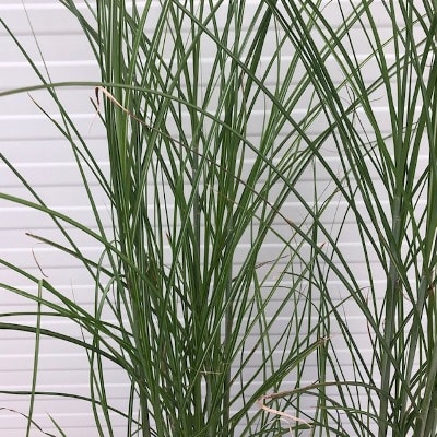 Miscanthus 'gracillimus' (Prachtriet)