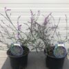 Verbena 'bampton'