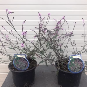 Verbena 'bampton'