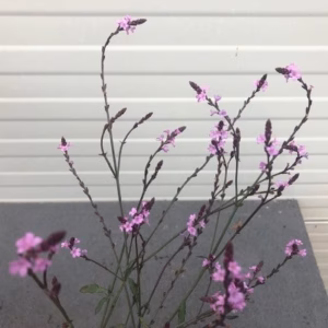 Verbena 'bampton'