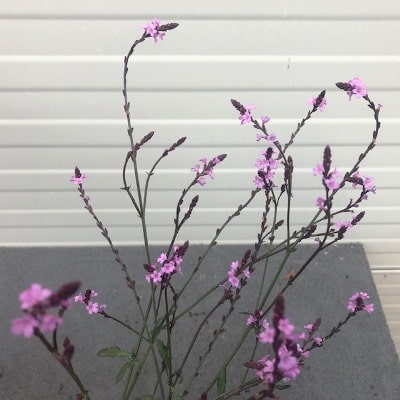 Verbena 'bampton'