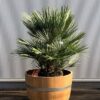 Half wijnvat 112 liter met palm Chamaerops humilis (Europese dwergpalm)