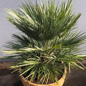 Half wijnvat 112 liter met palm Chamaerops humilis (Europese dwergpalm)