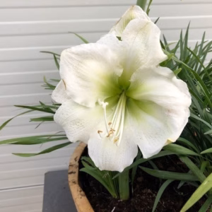 kwart portvat beplant met Liriope en Amarylis