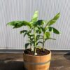 Half wijnvat 112 liter met Musja basjoo (tuinbanaan)