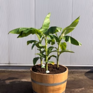 Half wijnvat 112 liter met Musja basjoo (tuinbanaan)